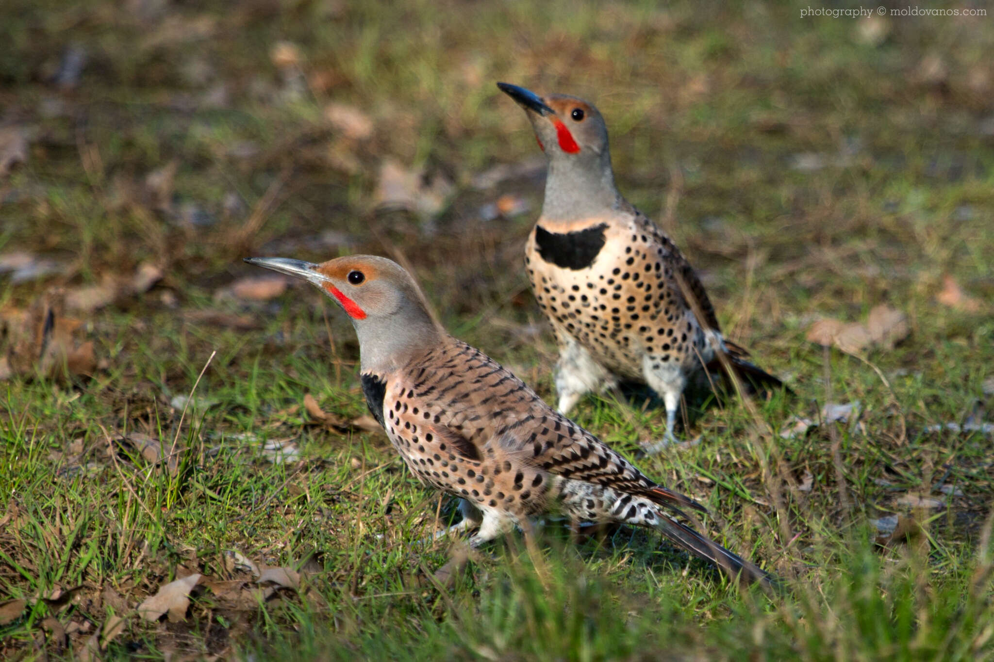 Nature Photography - Photography by Paul Moldovanos © moldovanos.com