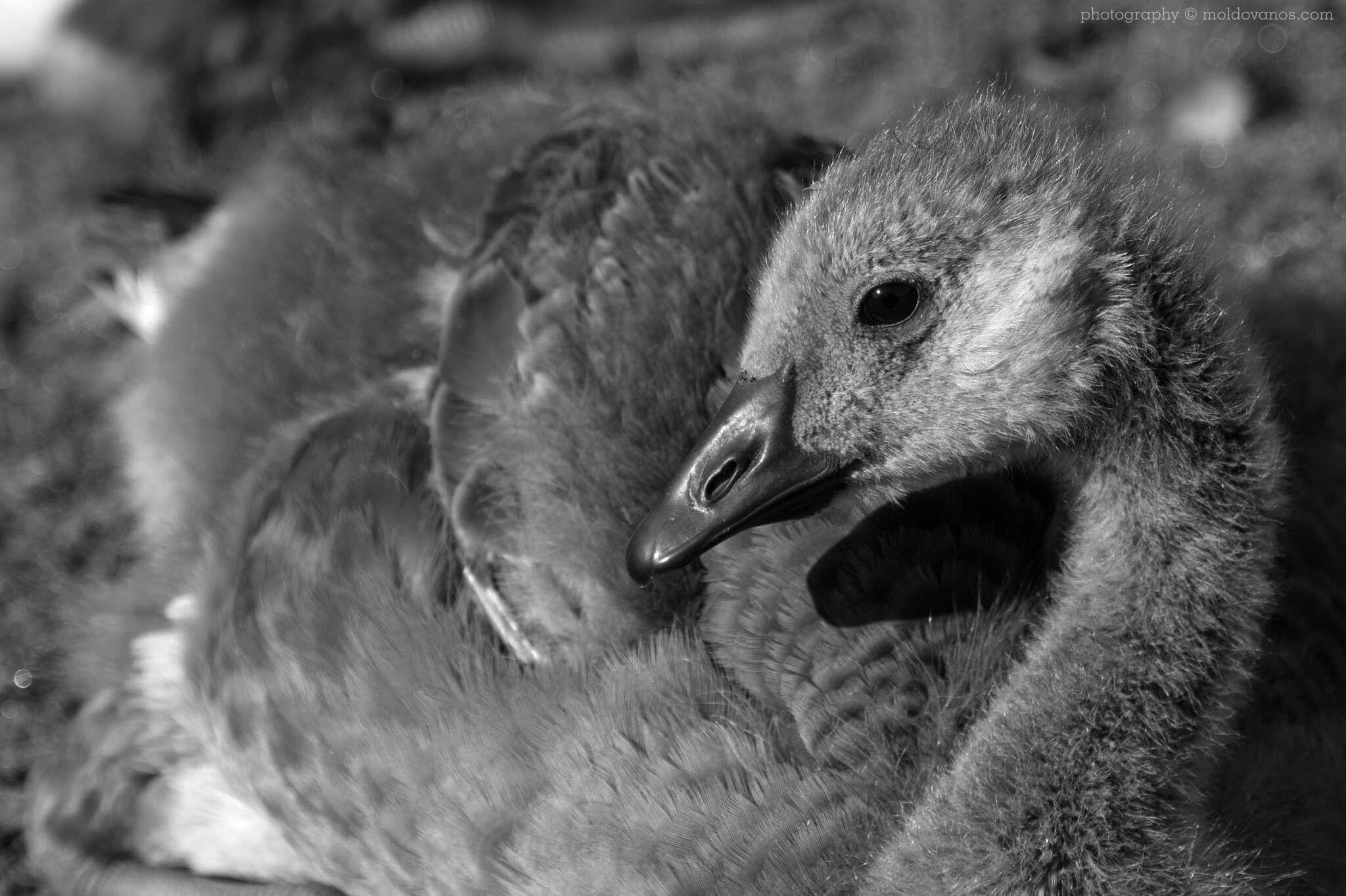 Nature Photography - Photography by Paul Moldovanos © moldovanos.com