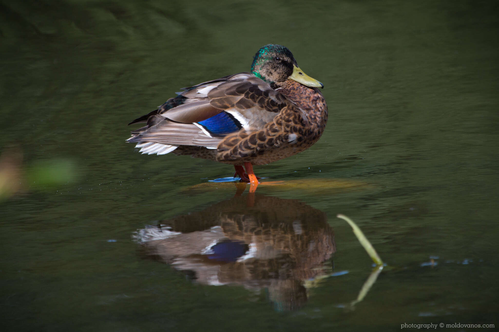 Nature Photography - Photography by Paul Moldovanos © moldovanos.com