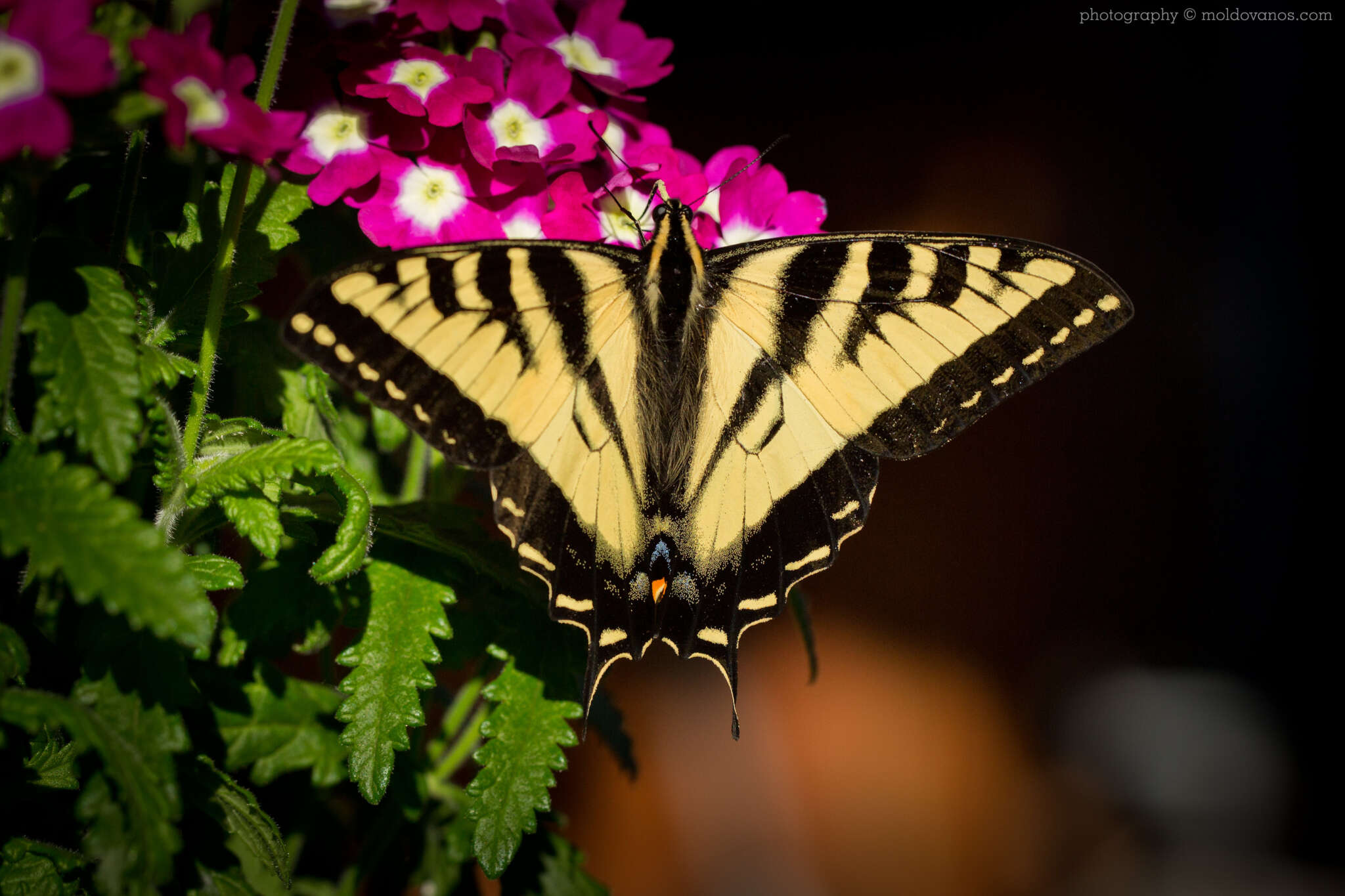 Nature Photography - Photography by Paul Moldovanos © moldovanos.com